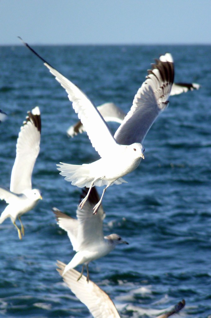 Les oiseaux de mer paradent à l'arrière