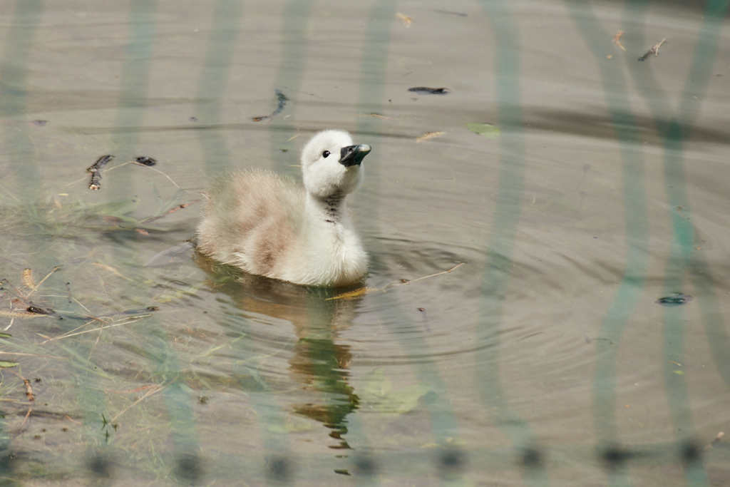 After birth, baby swan: Aarau Philosophenweg