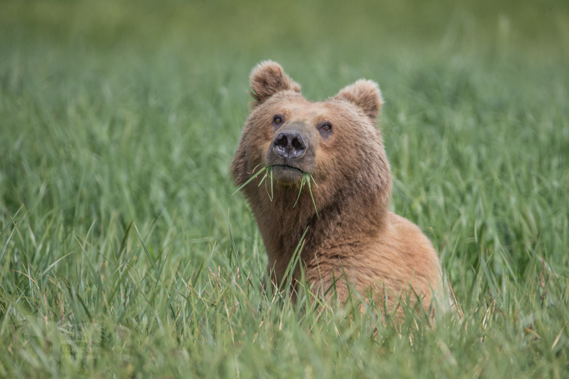 Grizzly eating grass