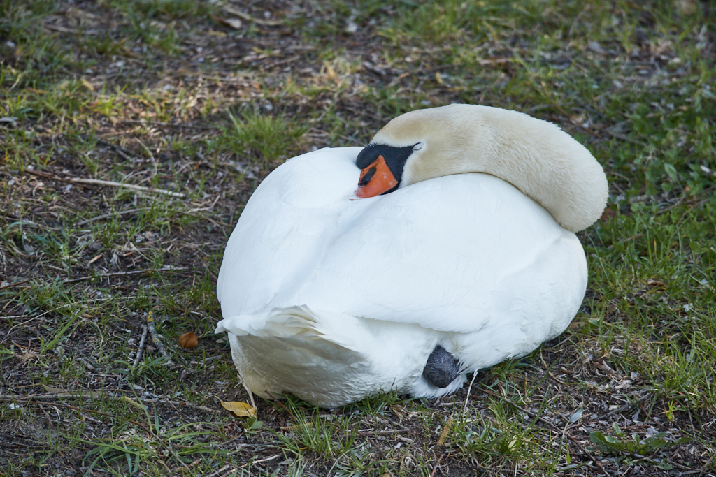 During breeding time: Aarau Philosophenweg