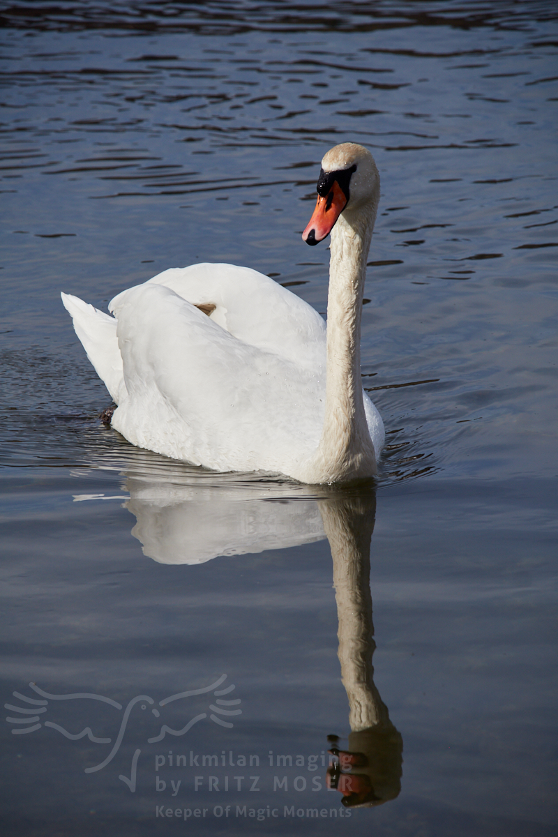 Swan breeding time: Aarau Philosophenweg