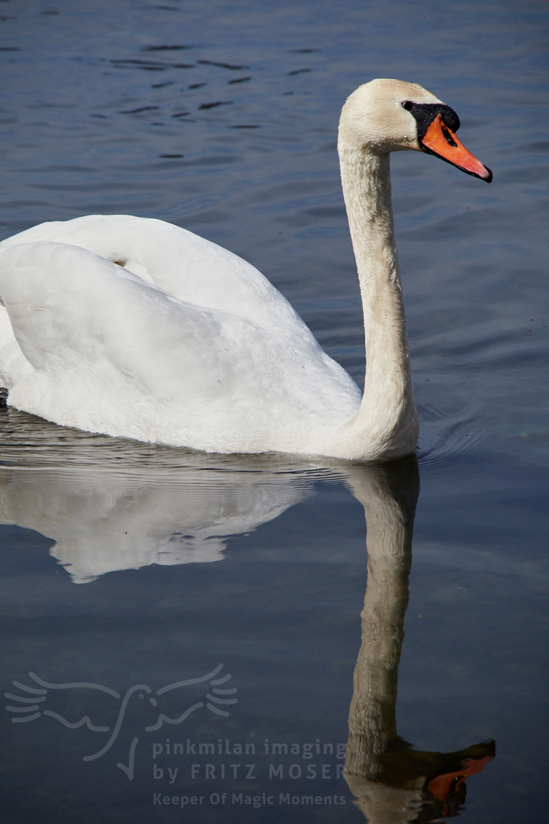 Swan breeding time: Aarau Philosophenweg