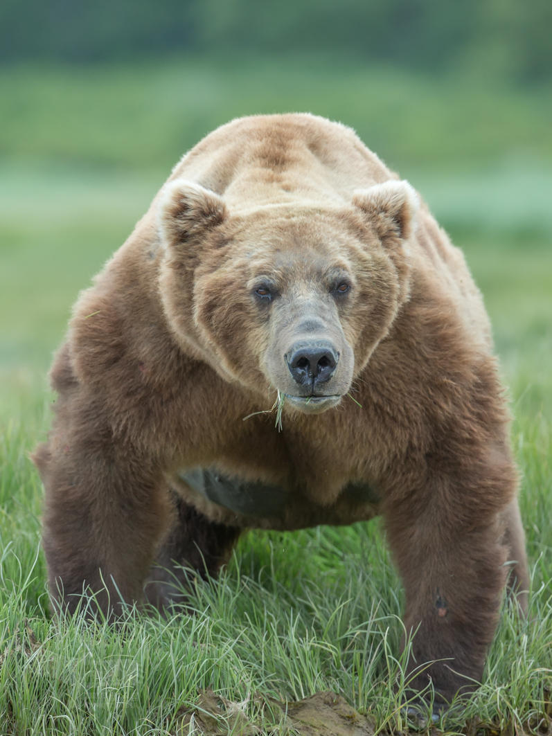 Alaska Grizzly, Katmai National Park