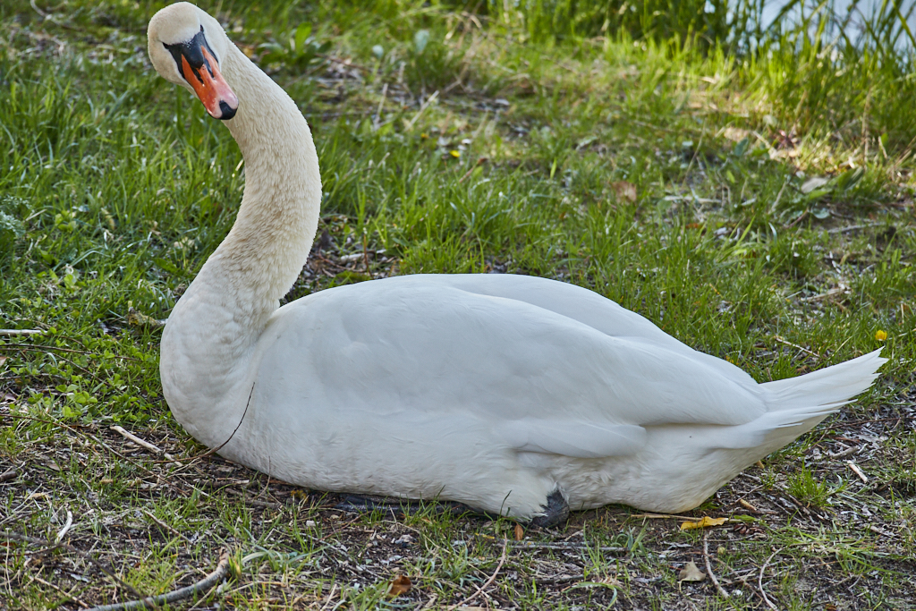 Swan breeding time: Aarau Philosophenweg