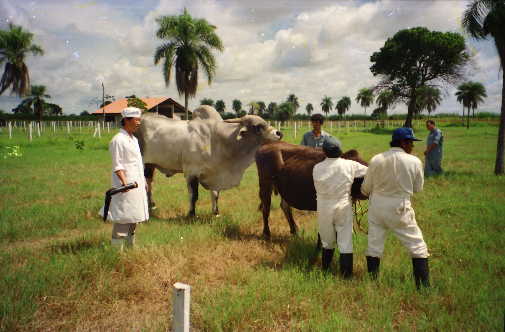 【凍結精液生産のための精液採取指導】1989年 南米ボリビア国の家畜改良センター