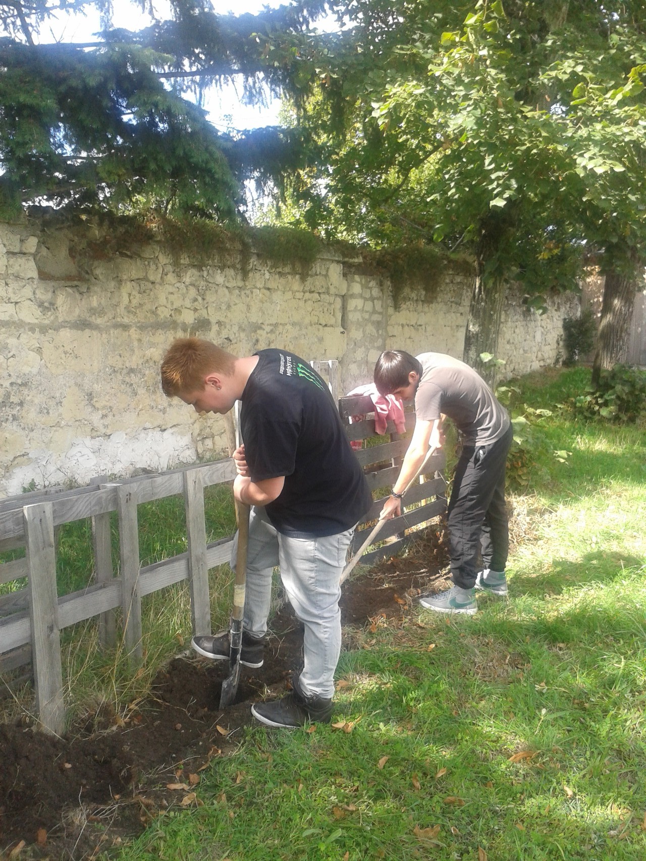 Plantation de rosiers