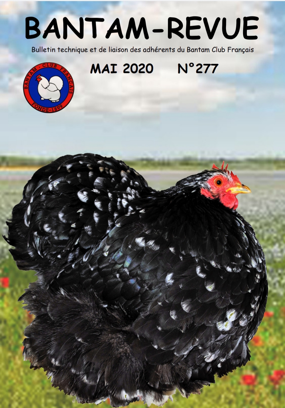 Sommaire : Comment assurer l’avenir de nos races de poules d’exposition – Partie I / Peut-on déterminer le sexe d’un poussin ? / Le Combattant Anglais Moderne / Visite d’élevage / Résultats et CR des derniers championnats régionaux 