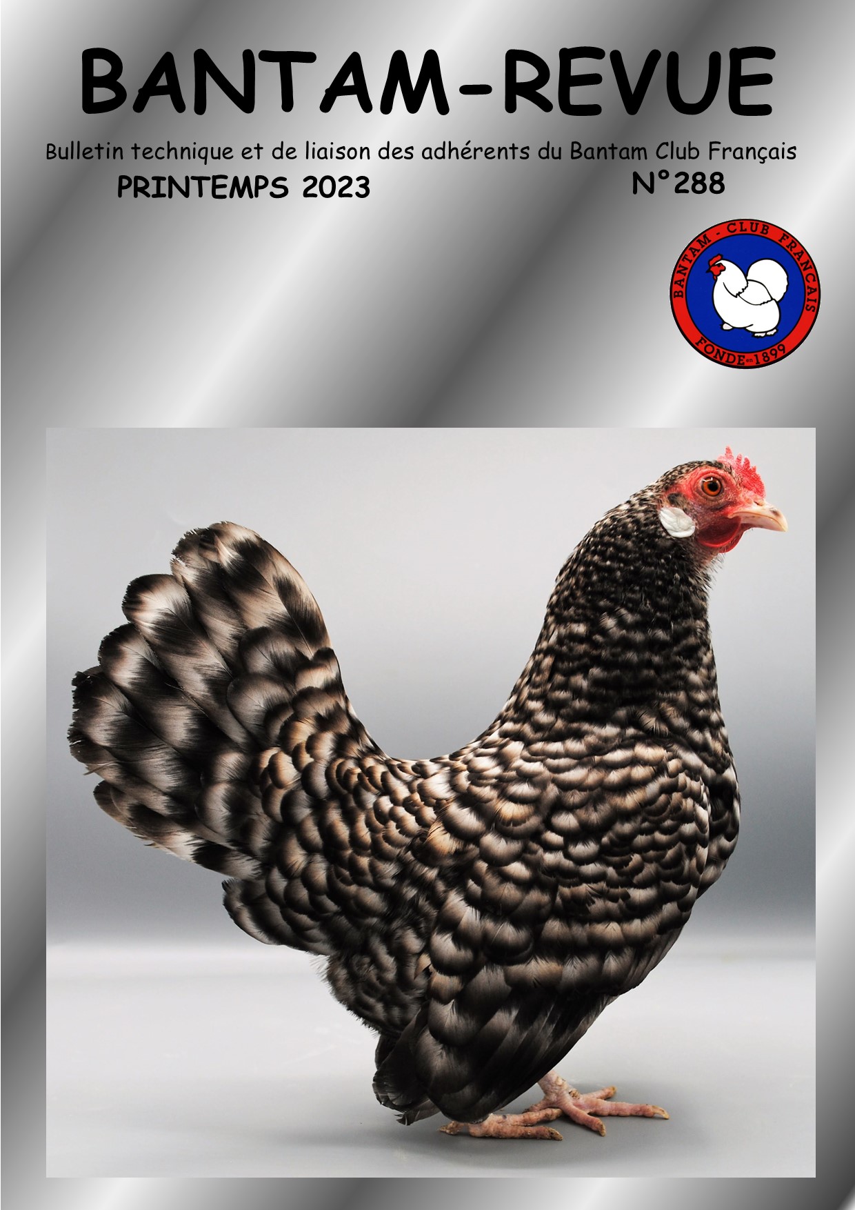 Sommaire : La Naine Hollandaise / La génétique du plumage soyeux / Envie de changement de race/variété ? / La variété bobtail / Recette des rillettes de poulet