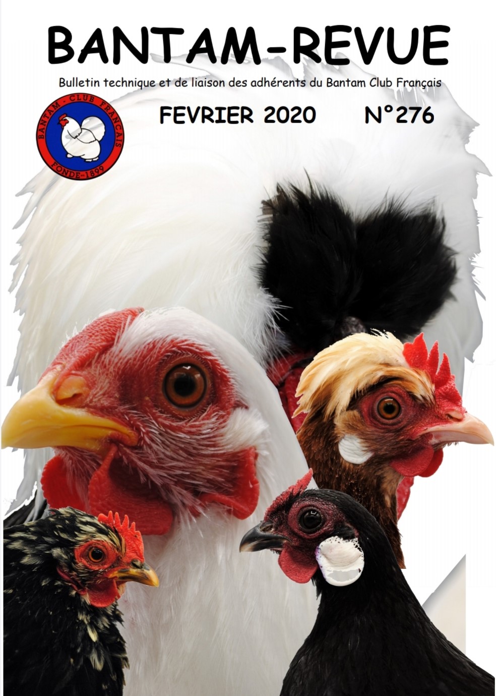 Sommaire : Affiche du Ch. de France du BCF 2020 / Section « Réductions de Races Françaises » / La coccidiose des poules / La tête chez les Barbus Belges / Création d’une souche de Pékin porcelaine isabelle / La Lyonnaise naine / CR de ch. régionaux