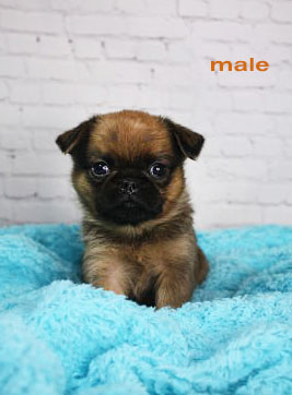 brussels griffon puppy for sale. male petit brabancon. Red smooth