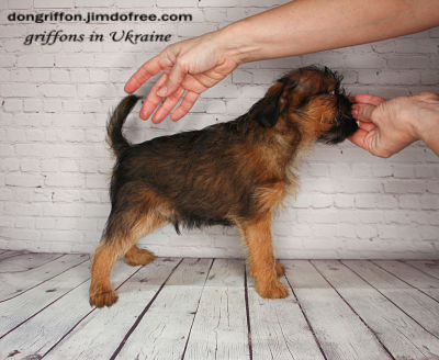 brussels griffon puppy for sale. Griffons Kennel "Zabavnaya Roskosh'"