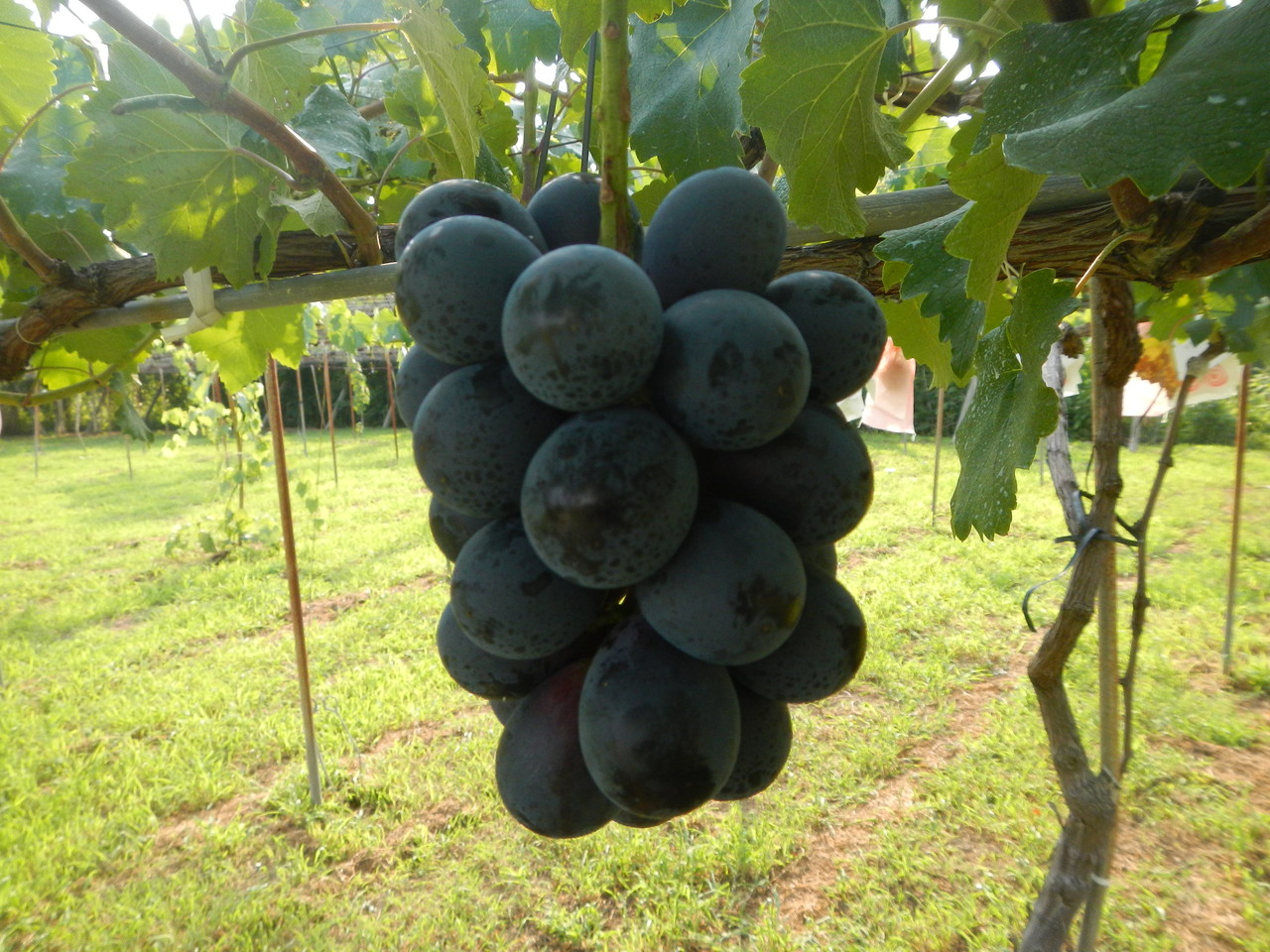 2本セット‼️マイハート ウイルスフリー苗 とシャインマスカット太め 来 季