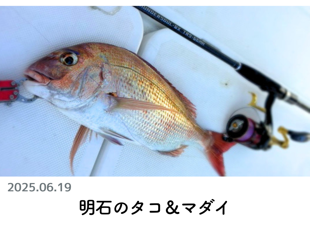 創業1888年サクラ高級釣竿 - 櫻井釣漁具株式会社
