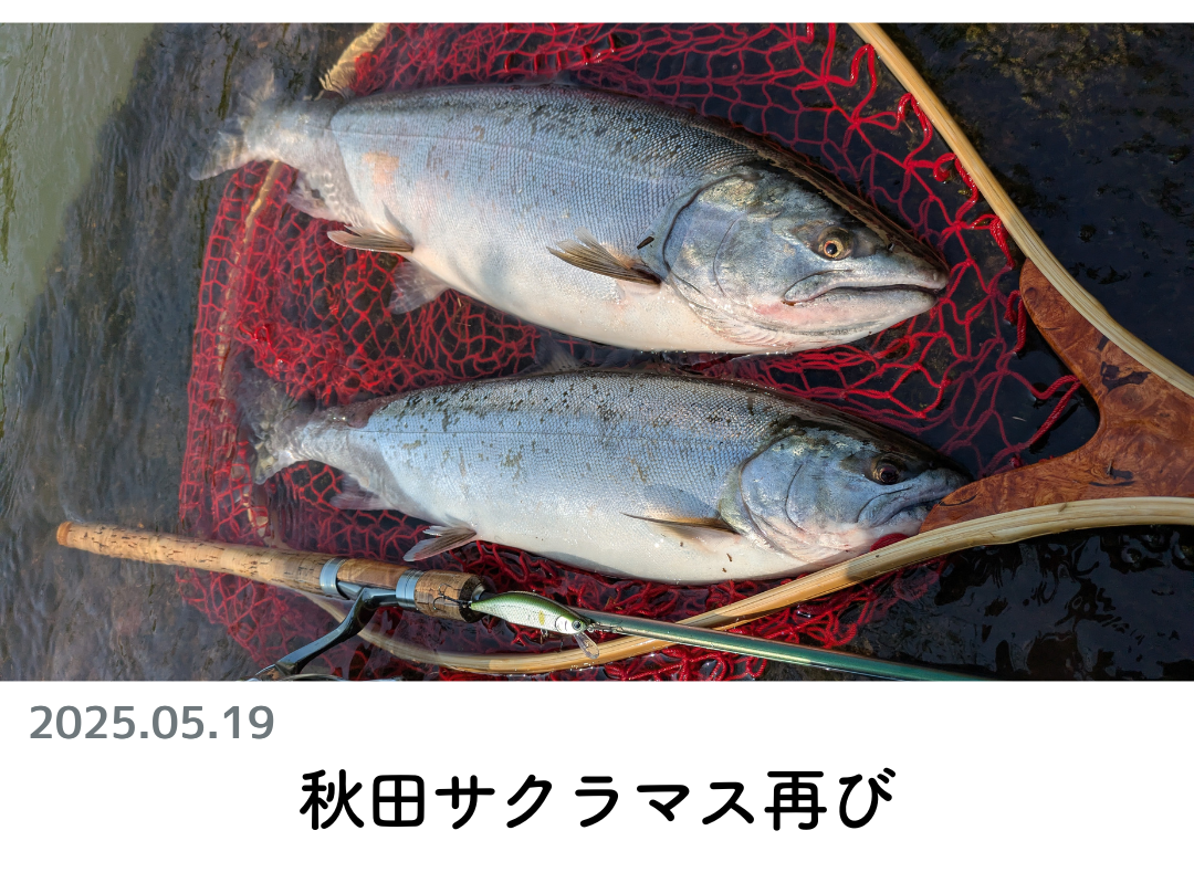 創業1888年サクラ高級釣竿 - 櫻井釣漁具株式会社