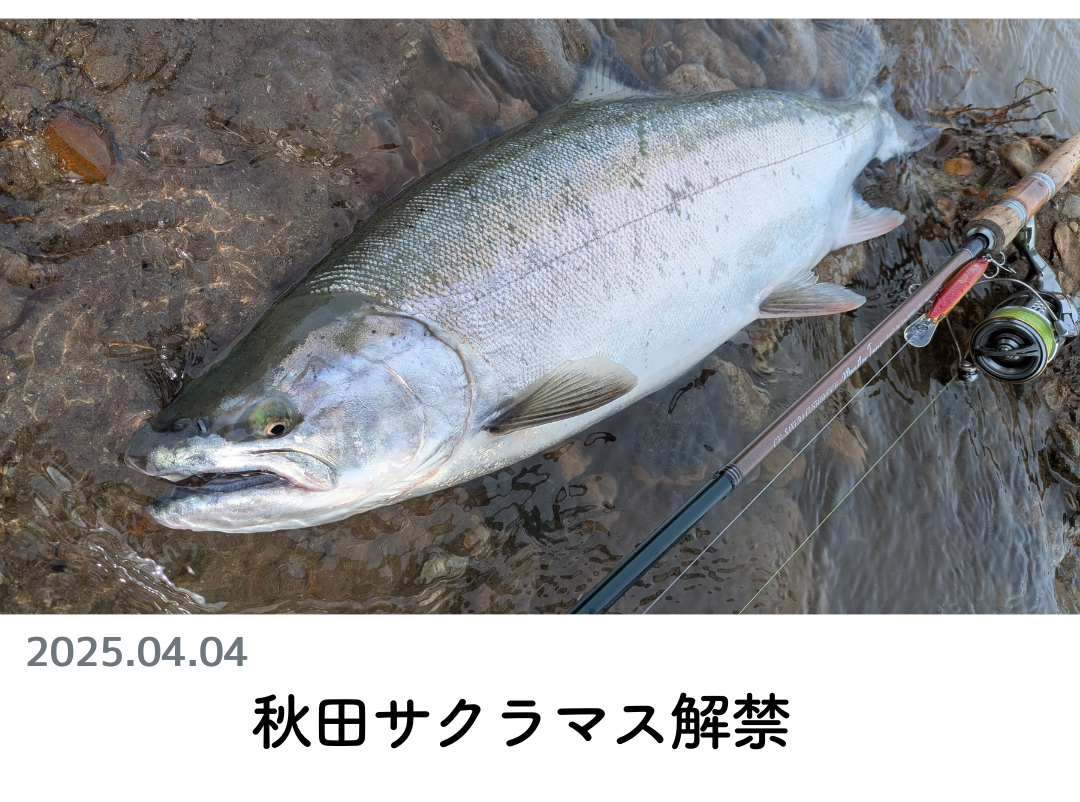創業1888年サクラ高級釣竿 - 櫻井釣漁具株式会社
