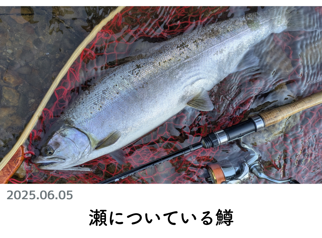 創業1888年サクラ高級釣竿 - 櫻井釣漁具株式会社