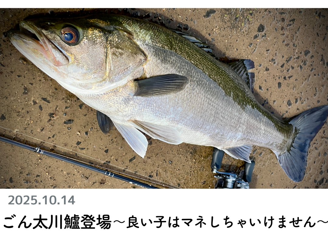 ロッド Sakura SAKURA LURE DIVISION - 櫻井釣漁具株式会社