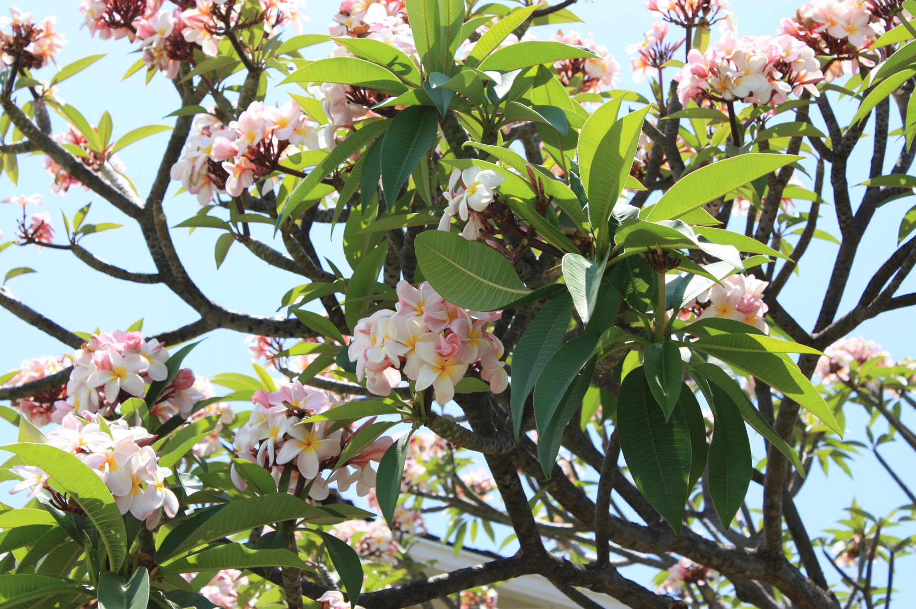 ハワイはどこにいっても、花が見ていてくれる…