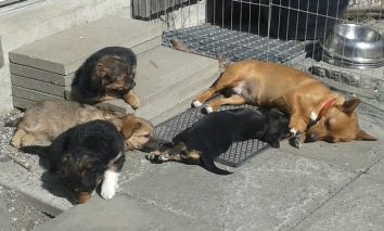 Hundemutter mit ihren Welpen
