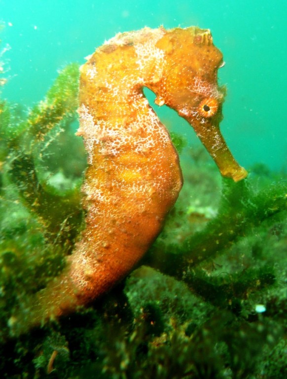 Seepferdchen, Ilha Grande, 04.2008