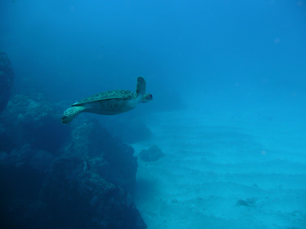 Tartaruga, Fernando de Noronha,