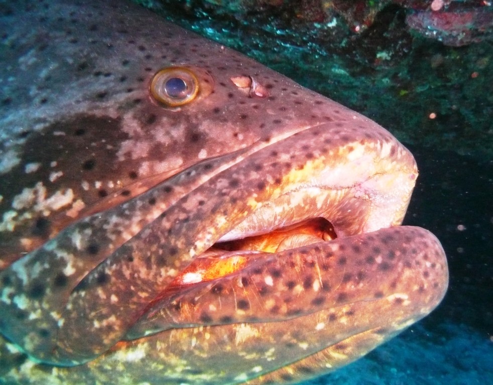 Portrait eines ca. 1,80 m großen Zackenbarsches, Fernando de Noronha, 11.10.2010