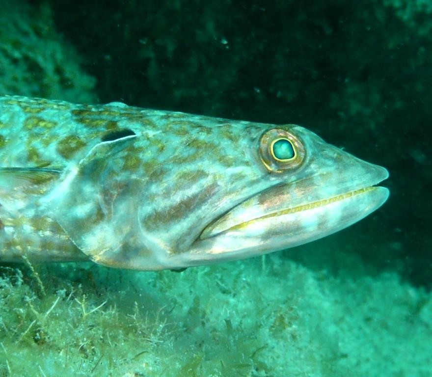 Eidechsenfisch-Porträt, Ilha Grande, 13.07.2010