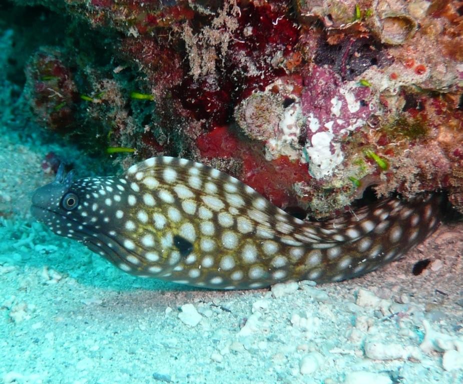 Muräne, Moreia colmeia, Muraena melanotis