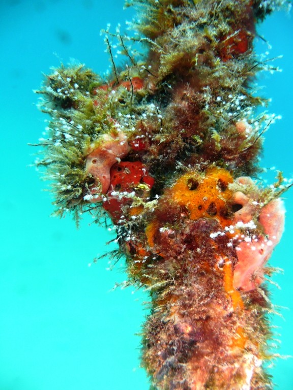 Bewachsenes Schiffstau, Ilha Grande, 13.07.2010