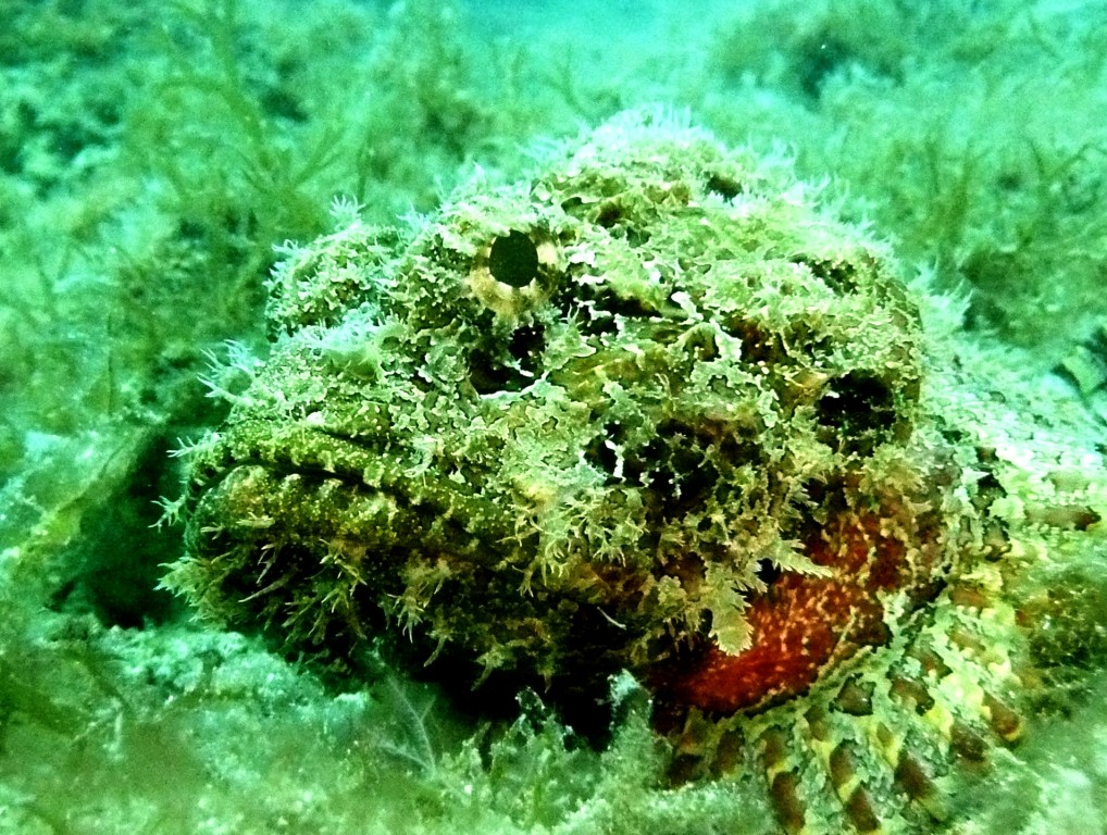 Drachenkopf-Porträt, Ilha Grande, 13.07.2010