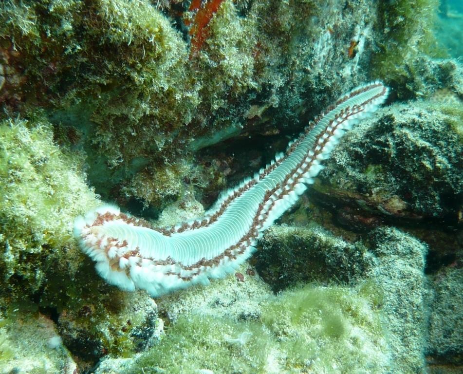 Feuerwurm, Fernando de Noronha, 11.10.2010