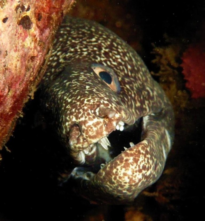 Muräne, Moreia pintada (Spotted moray), Gymnothorax moringa, Ilha Grande, 21.04.2009