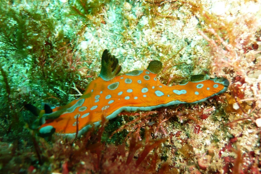 Nacktschnecke, Ilha Grand, 21.07.2008