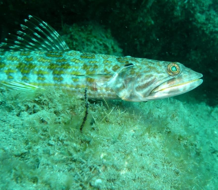 Eidechsenfisch, Ilha Grande, 13.07.2010