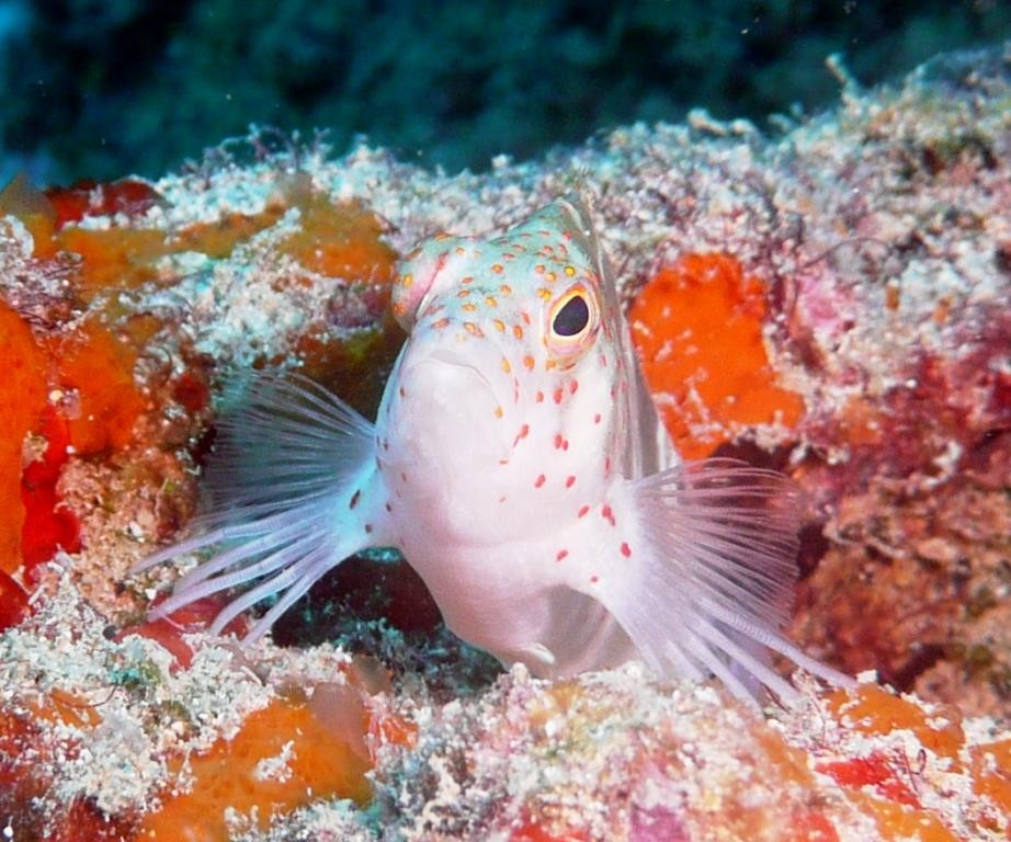 Pinos o. Sarampinho (Redspotted hawkfish), Amblycirrhitus pinos, Recife, 21.01.2010