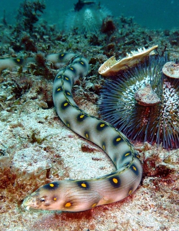 Mututuca, (Goldspotted eel), Myrichtys ocellatus, Ilha Grande, 22.04.2009