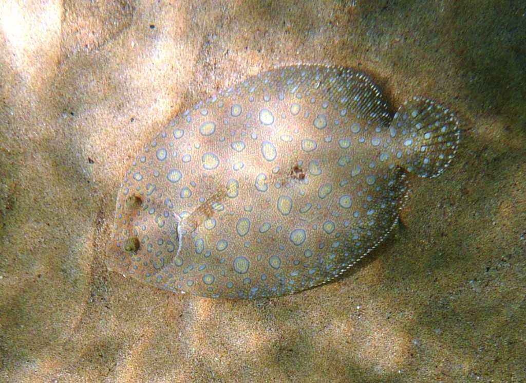 Scholle, brasilianische Version, Fernando de Noronha, 11.10.2010