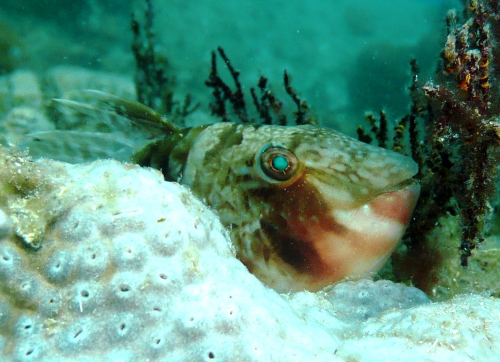 Papageifisch-Porträt, Ilha Grande, 14.07.2010