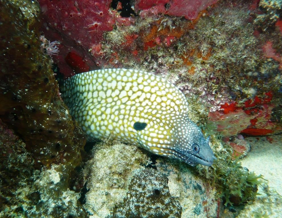 Muräne, Moreia colmeia, Muraena melanotis, Fernando de Noronha, 12.10.2008