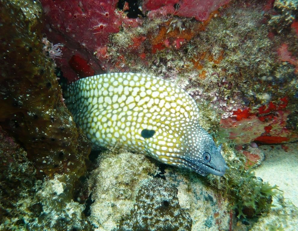 Muräne, Moreia colmeia, Muraena melanotis, Fernando de Noronha, 12.10.2008