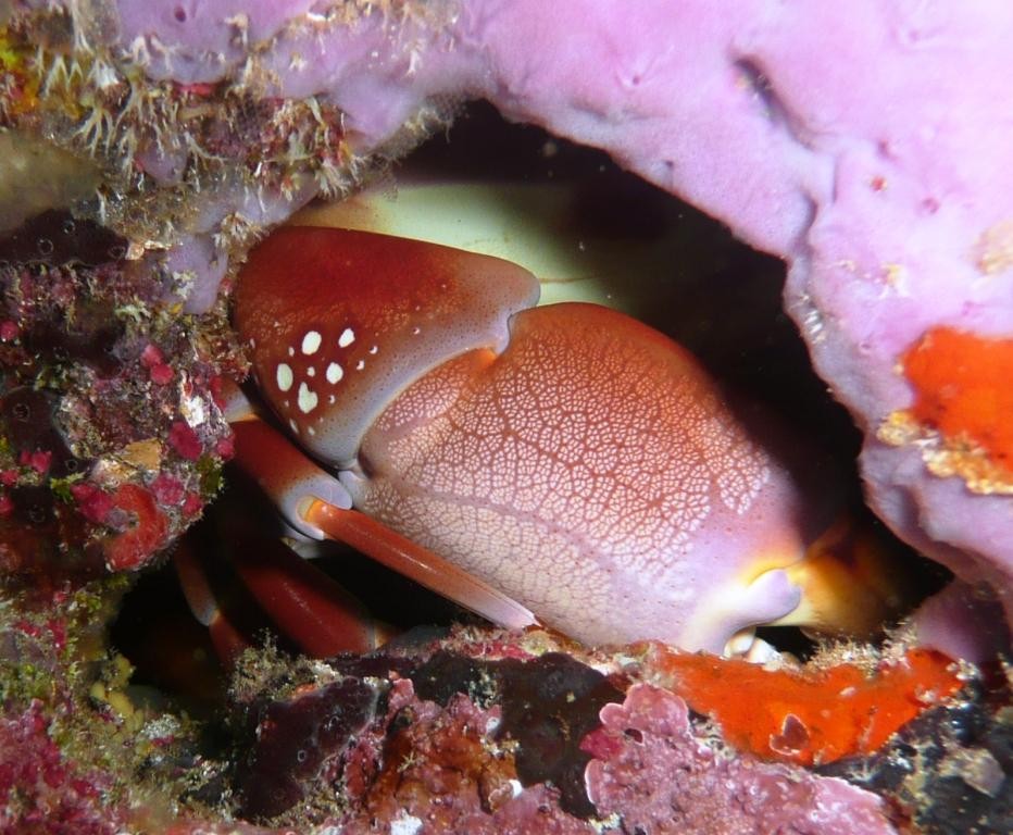 Versteckte Krabbe, Fernando de Noronha, 12.10.2009