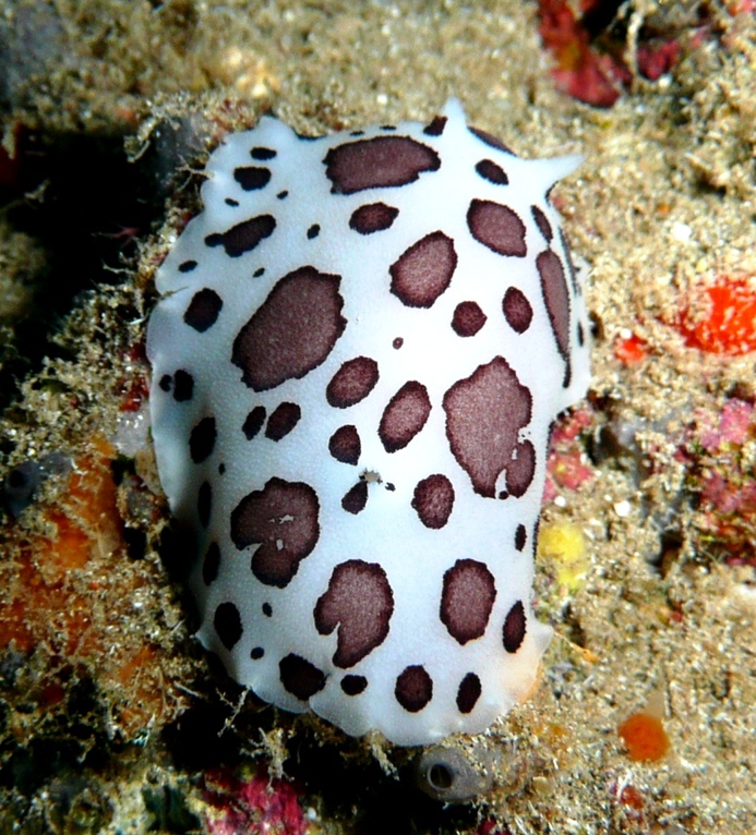 Leopardenschnecke, Peltodoris atromaculata, Laenge ca. 7cm, Lanzarote, Januar 2008