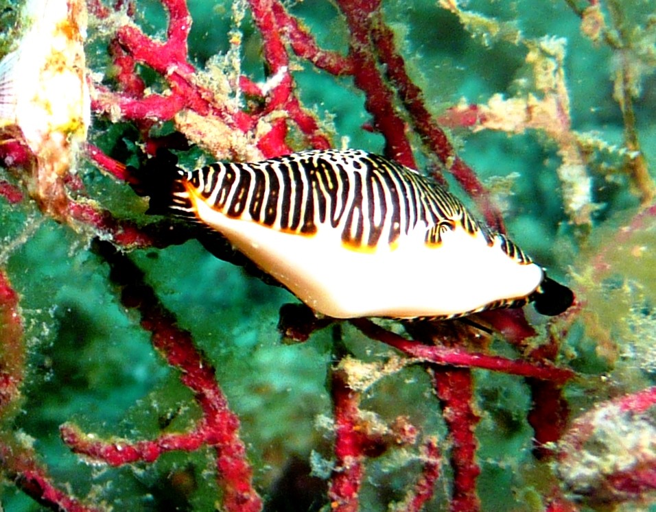 Schnecke, Ilha Grande, 13.07.2010