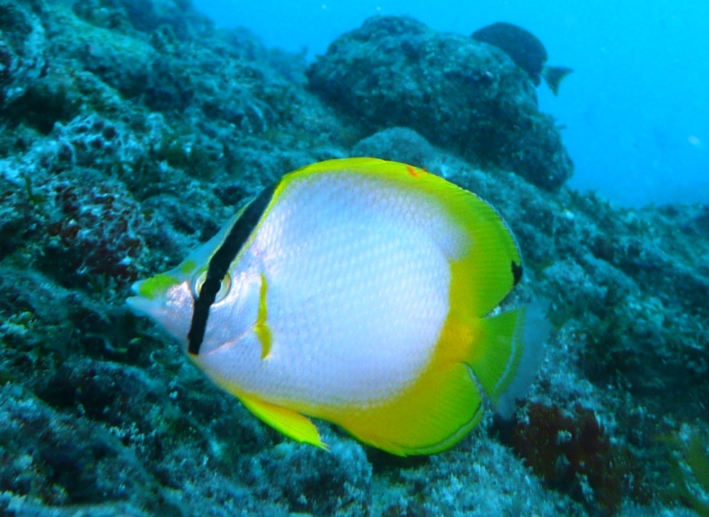 Borboleta ocelado (Spotfin butterflyfish), Chaetodon Ocellatum), Natal, 09.01.2010