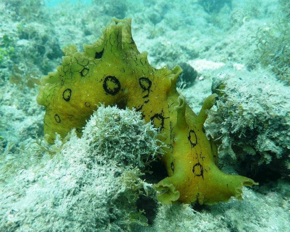 Seehase, Aplysia dactylomela, ca. 25 cm lang, zu den Meeresschnecken gehörend, 06.01.2009