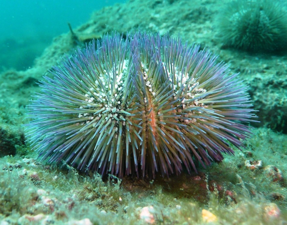 Seeigel, Ilha Grande, 12.07.2010