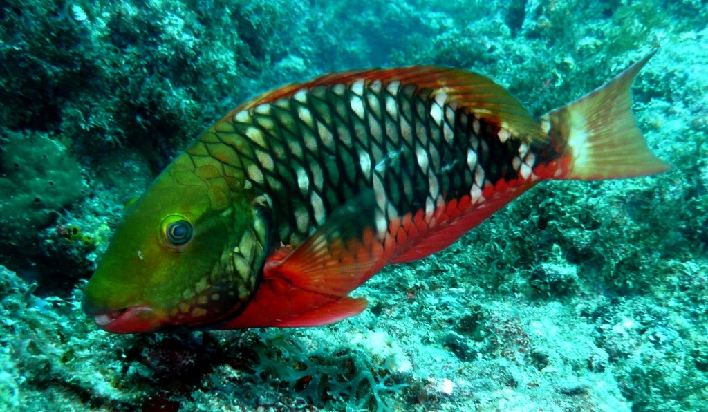 Papagaio de Recife (Brazilian Parrotfish) Sparisoma amplum, Natal, 07.01.2010