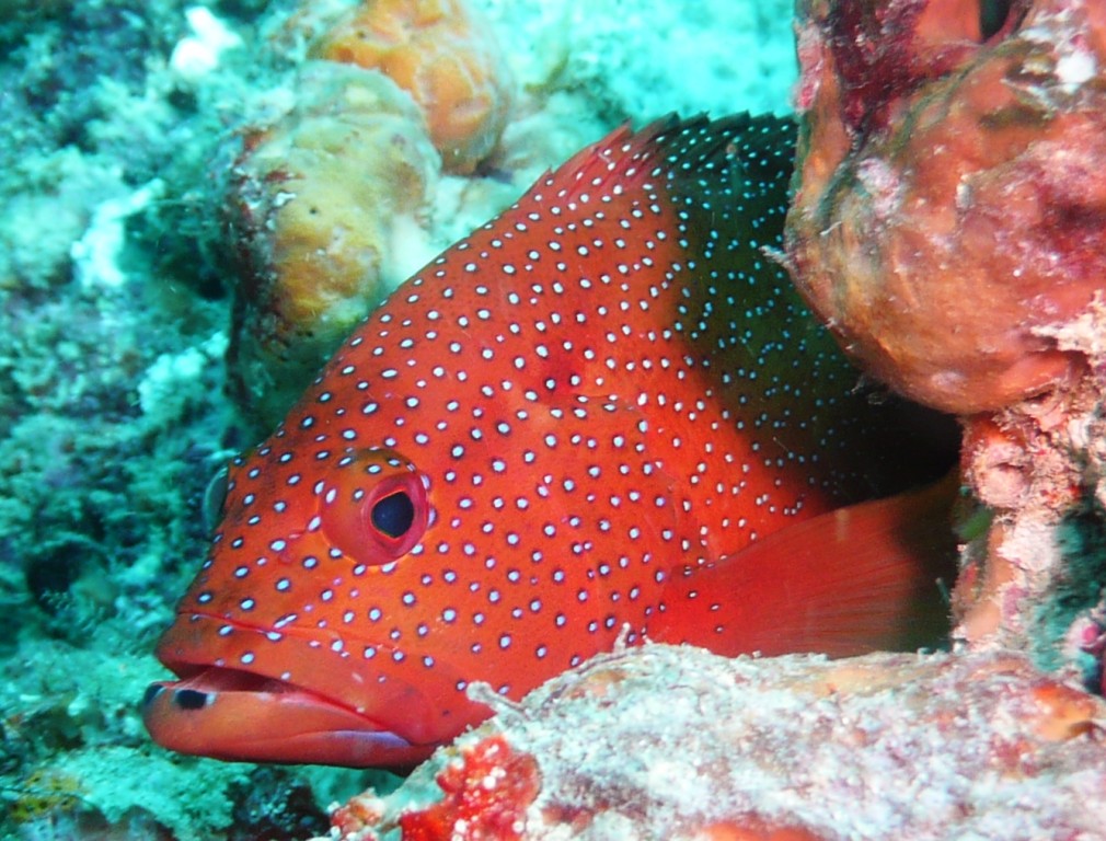 Pirauna, Cephalopholis fulva,  - eigentlich sollte er schwarze Punkte haben..., Natal, 12.01.2010