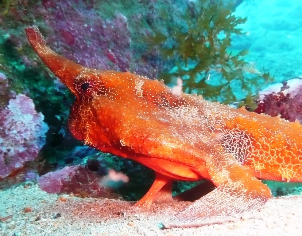 Bat-Fish, Recife, 20.11.2009