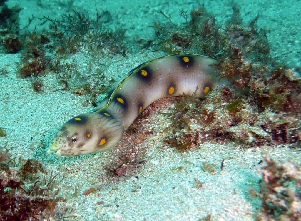 Mututuca, Goldspotted eel, Myrichtys ocellatus, Ilha Grande, 22.04.2009